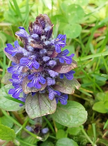 ZBĚHOVEC PLAZIVÝ (Ajuga reptans) FOTO: Marta Knauerová, 5/2023