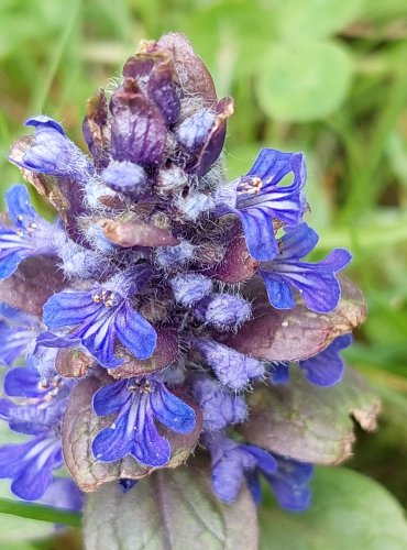 ZBĚHOVEC PLAZIVÝ (Ajuga reptans) FOTO: Marta Knauerová, 5/2023