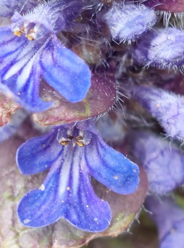 ZBĚHOVEC PLAZIVÝ (Ajuga reptans) FOTO: Marta Knauerová, 5/2023