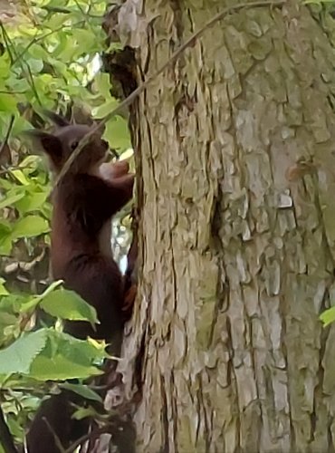 MĚSTSKÝ PARK a život v něm, VEVERKA OBECNÁ (Sciurus vulgaris) FOTO: Marta Knauerová, 5/2023