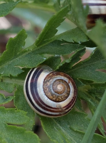 MĚSTSKÝ PARK a život v něm, PÁSKOVKA KEŘOVÁ (Cepaea hortensis) FOTO: Marta Knauerová, 5/2023