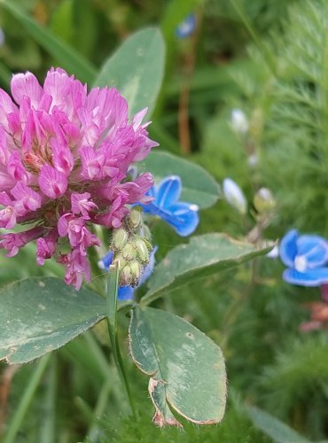 JETEL LUČNÍ (Trifolium pratense) FOTO: Marta Knauerová, 5/2023