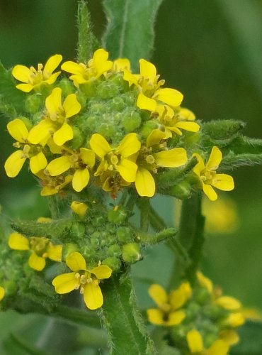 HULEVNÍK LÉKAŘSKÝ (Sisymbrium officinale) FOTO: Marta Knauerová, 5/2023