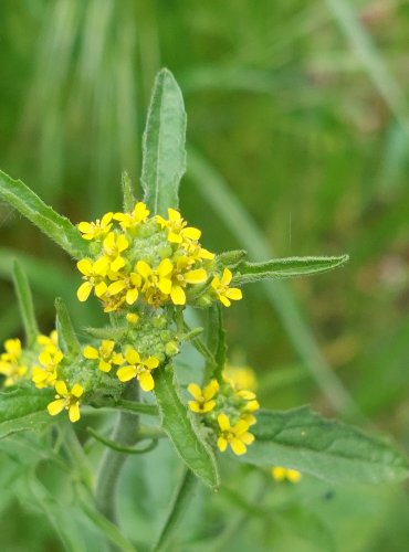 HULEVNÍK LÉKAŘSKÝ (Sisymbrium officinale) FOTO: Marta Knauerová, 5/2023