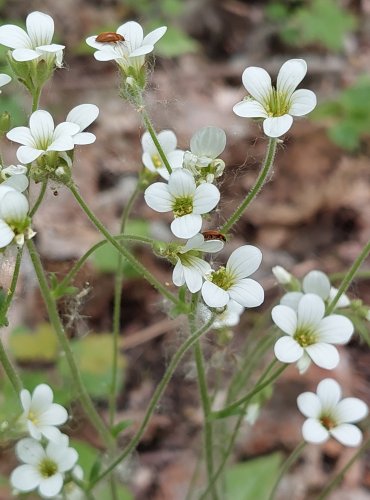 LOMIKÁMEN ZRNATÝ (Saxifraga granulata) FOTO: Marta Knauerová, 5/2023