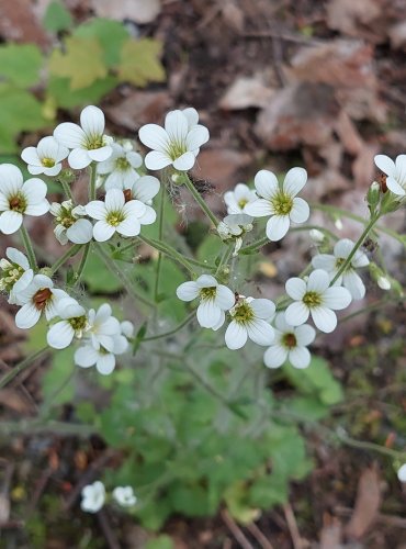 LOMIKÁMEN ZRNATÝ (Saxifraga granulata) FOTO: Marta Knauerová, 5/2023