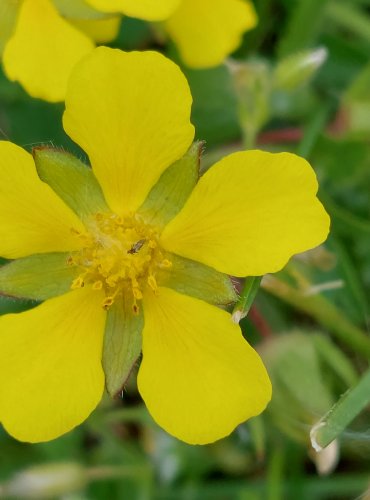 MOCHNA PLAZIVÁ (Potentilla reptans) FOTO: Marta Knauerová, 5/2023