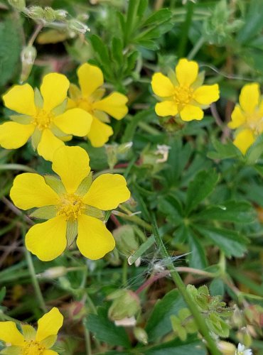 MOCHNA PLAZIVÁ (Potentilla reptans) FOTO: Marta Knauerová, 5/2023