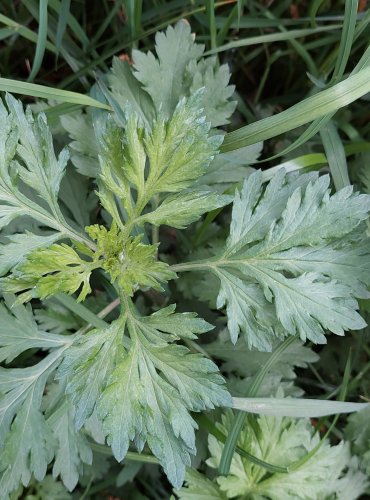 PELYNĚK ČERNOBÝL (Artemisia vulgaris) FOTO: Marta Knauerová, 5/2023