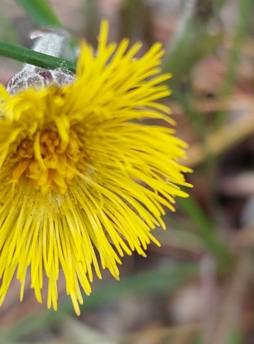 PODBĚL LÉKAŘSKÝ (Tussilago farfara) FOTO: Marta Knauerová, 5/2023