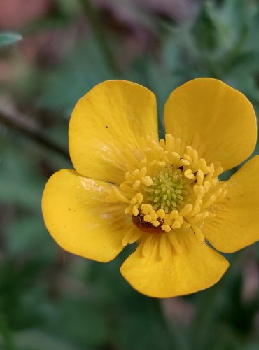 PRYSKYŘNÍK HLÍZNATÝ (Ranunculus bulbosus) FOTO: Marta Knauerová, 5/2023