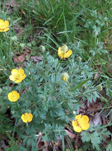 PRYSKYŘNÍK HLÍZNATÝ (Ranunculus bulbosus) FOTO: Marta Knauerová, 5/2023