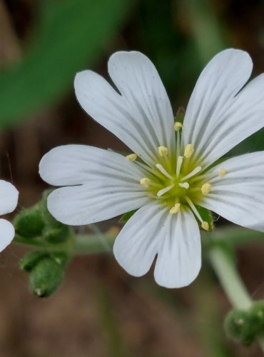 ROŽEC ROLNÍ (Cerastium arvense) FOTO: Marta Knauerová, 5/2023