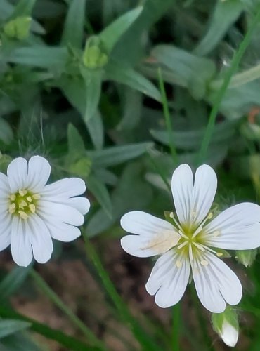 ROŽEC ROLNÍ (Cerastium arvense) FOTO: Marta Knauerová, 5/2023