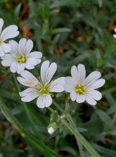 ROŽEC ROLNÍ (Cerastium arvense) FOTO: Marta Knauerová, 5/2023