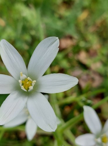 SNĚDEK CHOCHOLIČNATÝ (Ornithogalum umbellatum) FOTO: Marta Knauerová, 
5/2023
