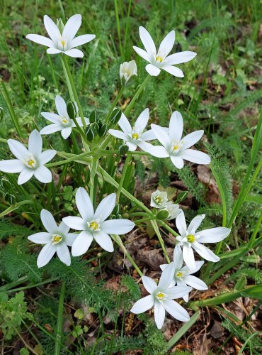 SNĚDEK CHOCHOLIČNATÝ (Ornithogalum umbellatum) FOTO: Marta Knauerová, 
5/2023
