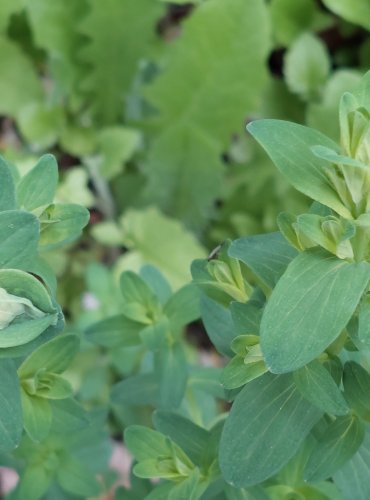 TŘEZALKA TEČKOVANÁ (Hypericum perforatum) FOTO: Marta Knauerová, 5/2023