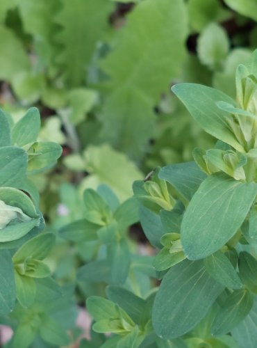 TŘEZALKA TEČKOVANÁ (Hypericum perforatum) FOTO: Marta Knauerová, 5/2023