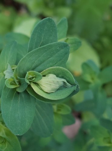 TŘEZALKA TEČKOVANÁ (Hypericum perforatum) FOTO: Marta Knauerová, 5/2023