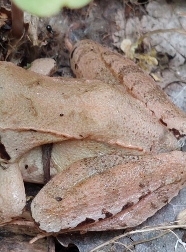 MĚSTSKÝ PARK a život v něm, SKOKAN ŠTÍHLÝ (Rana dalmatina) FOTO: Marta Knauerová, 5/2023