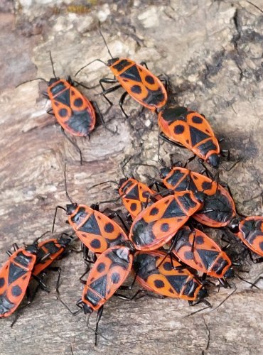 MĚSTSKÝ PARK a život v něm, RUMĚNICE POSPOLNÁ (Pyrrhocoris apterus) FOTO: Marta Knauerová, 5/2023