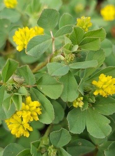 JETEL POCHYBNÝ (Trifolium dubium) FOTO: Marta Knauerová, 5/2023