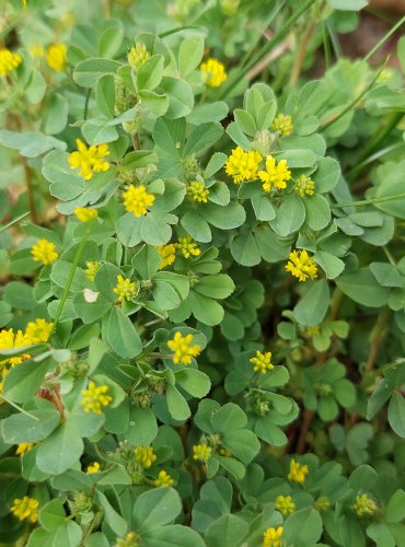 JETEL POCHYBNÝ (Trifolium dubium) FOTO: Marta Knauerová, 5/2023