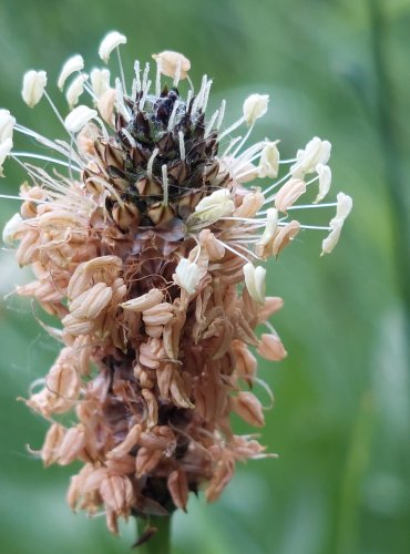 JITROCEL KOPINATÝ (Plantago lanceolata) FOTO: Marta Knauerová, 5/2023