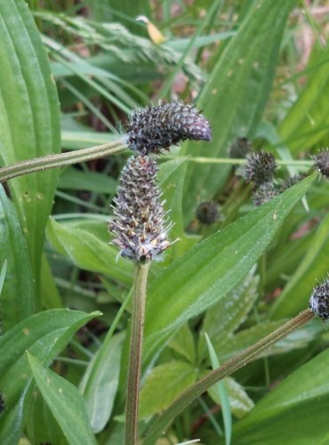 JITROCEL KOPINATÝ (Plantago lanceolata) FOTO: Marta Knauerová, 5/2023