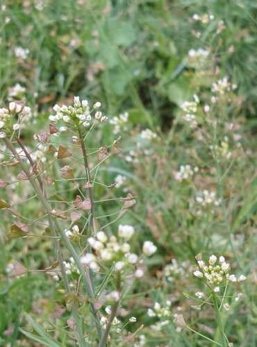 KOKOŠKA PASTUŠÍ TOBOLKA (Capsella bursa-pastoris) FOTO: Marta Knauerová, 5/2023