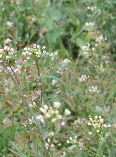 KOKOŠKA PASTUŠÍ TOBOLKA (Capsella bursa-pastoris) FOTO: Marta Knauerová, 5/2023