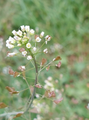 KOKOŠKA PASTUŠÍ TOBOLKA (Capsella bursa-pastoris) FOTO: Marta Knauerová, 5/2023