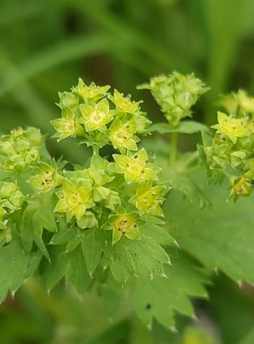 KONTRYHEL OBECNÝ (Alchemilla vulgaris) FOTO: Marta Knauerová, 5/2023