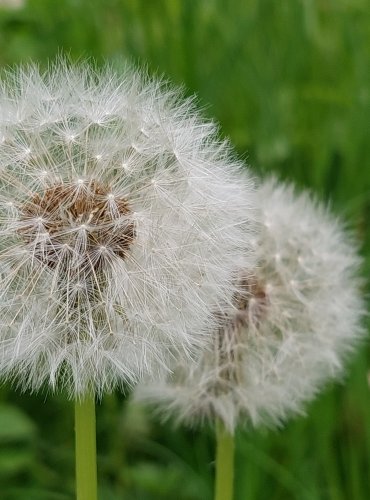 PAMPELIŠKA LÉKAŘSKÁ (Taraxacum officinale) FOTO: Marta Knauerová, 5/2023