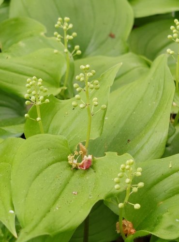 PSTROČEK DVOULISTÝ (Maianthemum bifolium) FOTO: Marta Knauerová, 5/2023