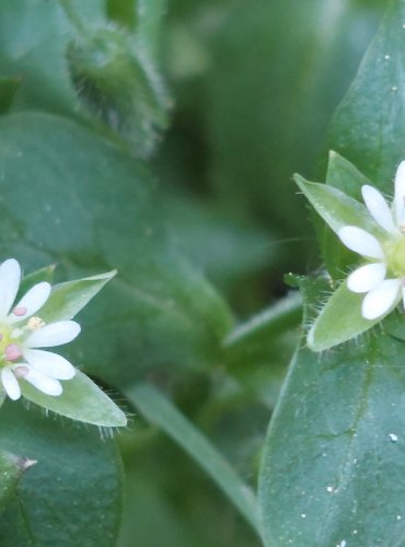 PTAČINEC PROSTŘEDNÍ (Stellaria media) tzv. PTAČINEC ŽABINEC, FOTO: Marta Knauerová, 5/2023

