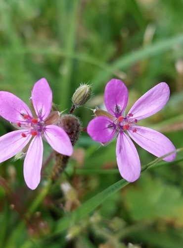 PUMPAVA OBECNÁ (Erodium cicutarium) FOTO: Marta Knauerová, 5/2023