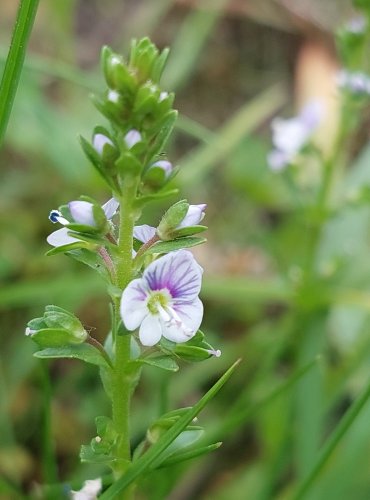 ROZRAZIL DOUŠKOLISTÝ (Veronica serpyllifolia) FOTO: Marta Knauerová, 5/2023