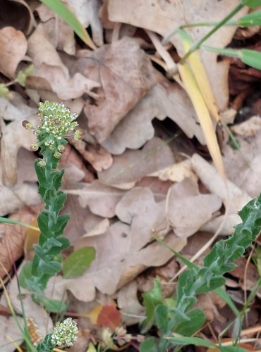 ŘEŘICHA CHLUMNÍ (Lepidium campestre) FOTO: Marta Knauerová, 5/2023