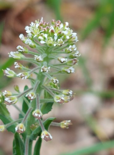 ŘEŘICHA CHLUMNÍ (Lepidium campestre) FOTO: Marta Knauerová, 5/2023