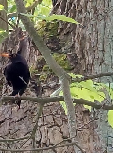 MĚSTSKÝ PARK a život v něm, KOS ČERNÝ (Turdus merula) FOTO: Marta Knauerová, 5/2023
