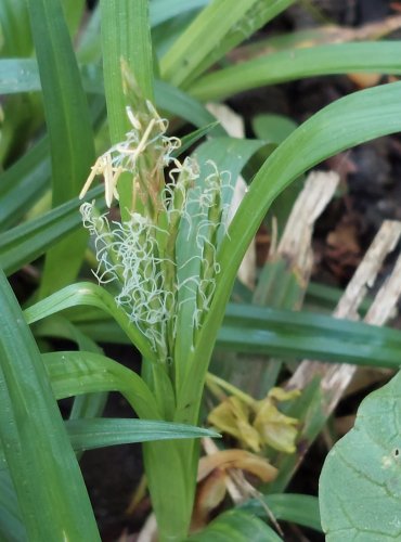 OSTŘICE SRSTNATÁ (Carex hirta) FOTO: Marta Knauerová, 5/2023