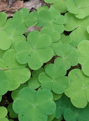 ŠŤAVEL KYSELÝ (Oxalis acetosella) FOTO: Marta Knauerová, 5/2023