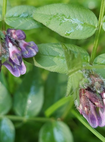 VIKEV PLOTNÍ (Vicia sepium) FOTO: Marta Knauerová, 5/2023