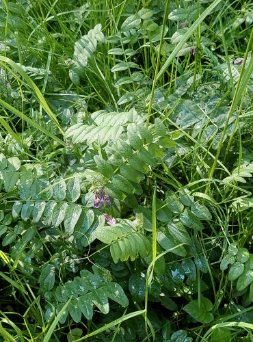 VIKEV PLOTNÍ (Vicia sepium) FOTO: Marta Knauerová, 5/2023