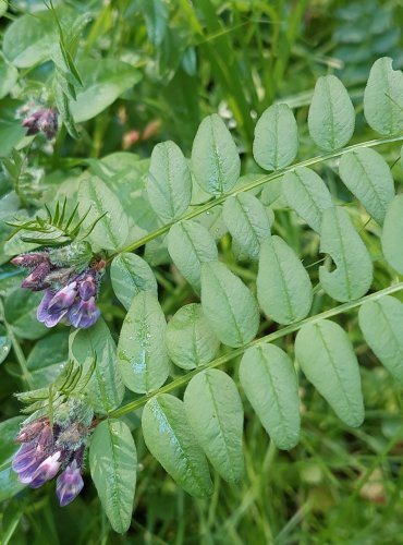 VIKEV PLOTNÍ (Vicia sepium) FOTO: Marta Knauerová, 5/2023