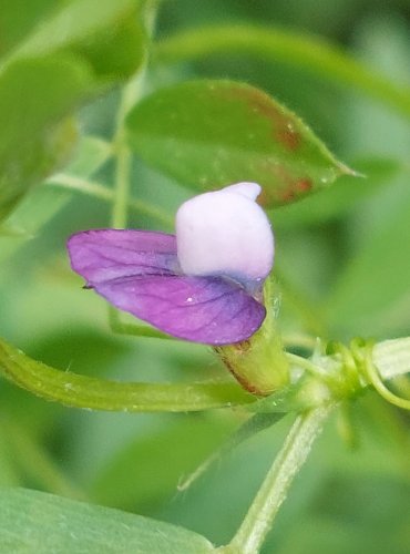 VIKEV SETÁ (Vicia sativa) FOTO: Marta Knauerová, 5/2023