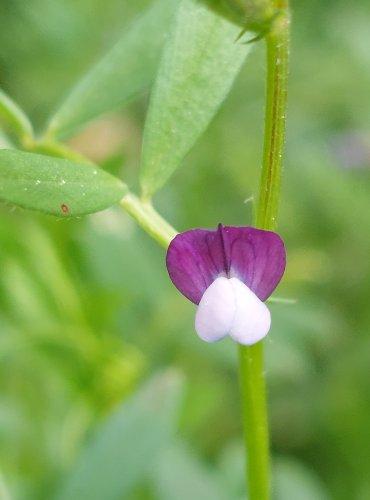 VIKEV SETÁ (Vicia sativa) FOTO: Marta Knauerová, 5/2023