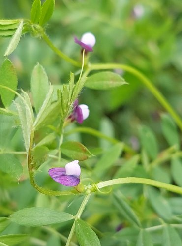 VIKEV SETÁ (Vicia sativa) FOTO: Marta Knauerová, 5/2023